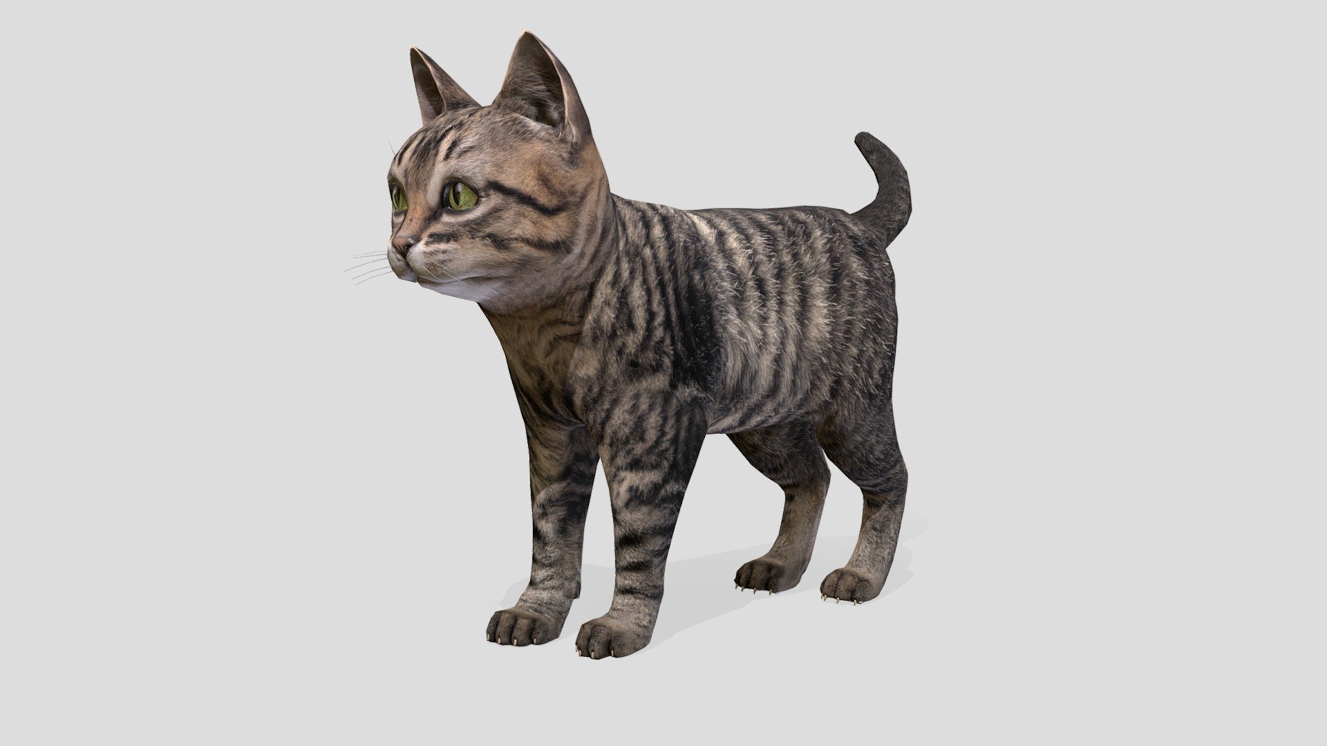 Kitten's all animations - Buy Royalty Free 3D model by RedDeer ...