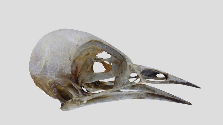 UWYMV:Bird:1227, Leiothylypis celata, Skull – Gratis 3D-model STL
