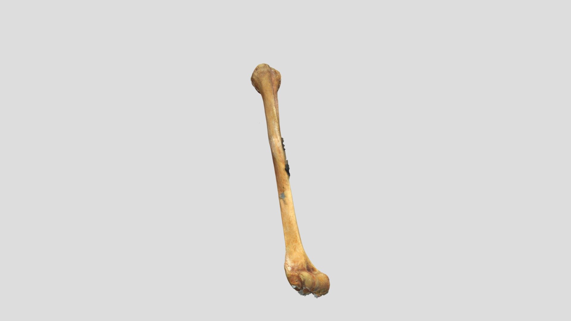 femur - 3D model by masel1418 [8ccf20c] - Sketchfab