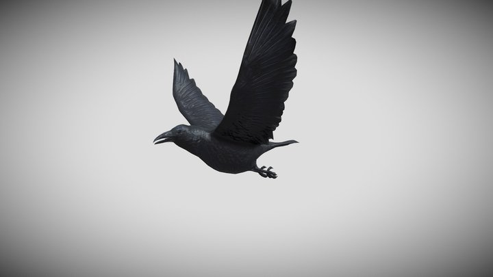 Medhue Raven 3D Model