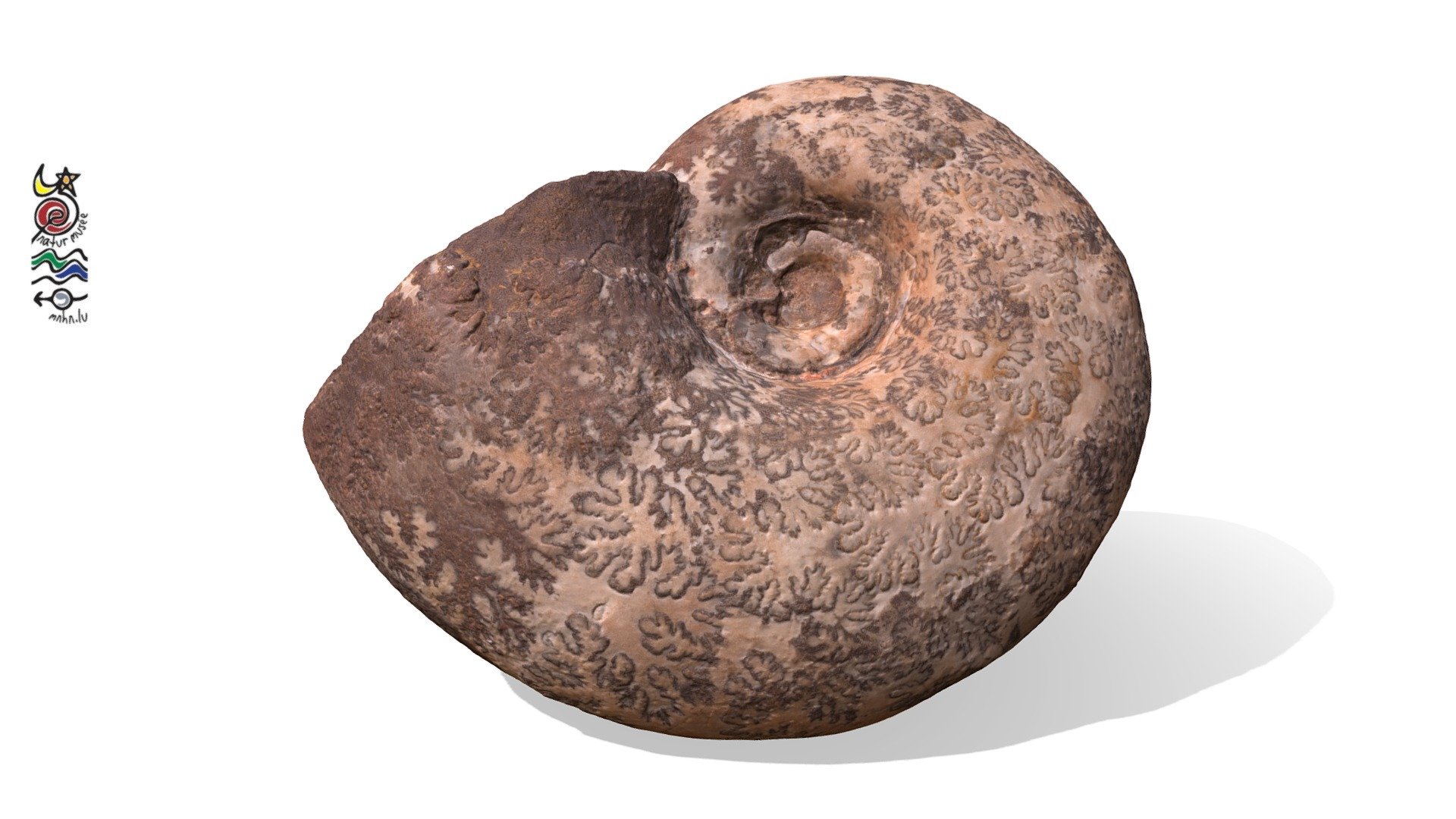 Lytoceras wrighti DOU719