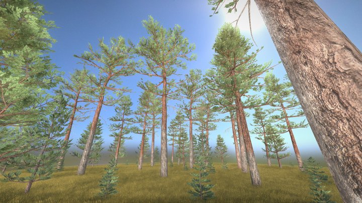 Pine Forest / Kiefernwald 3D Model