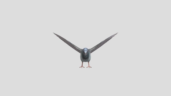 Pigeon 3D Model