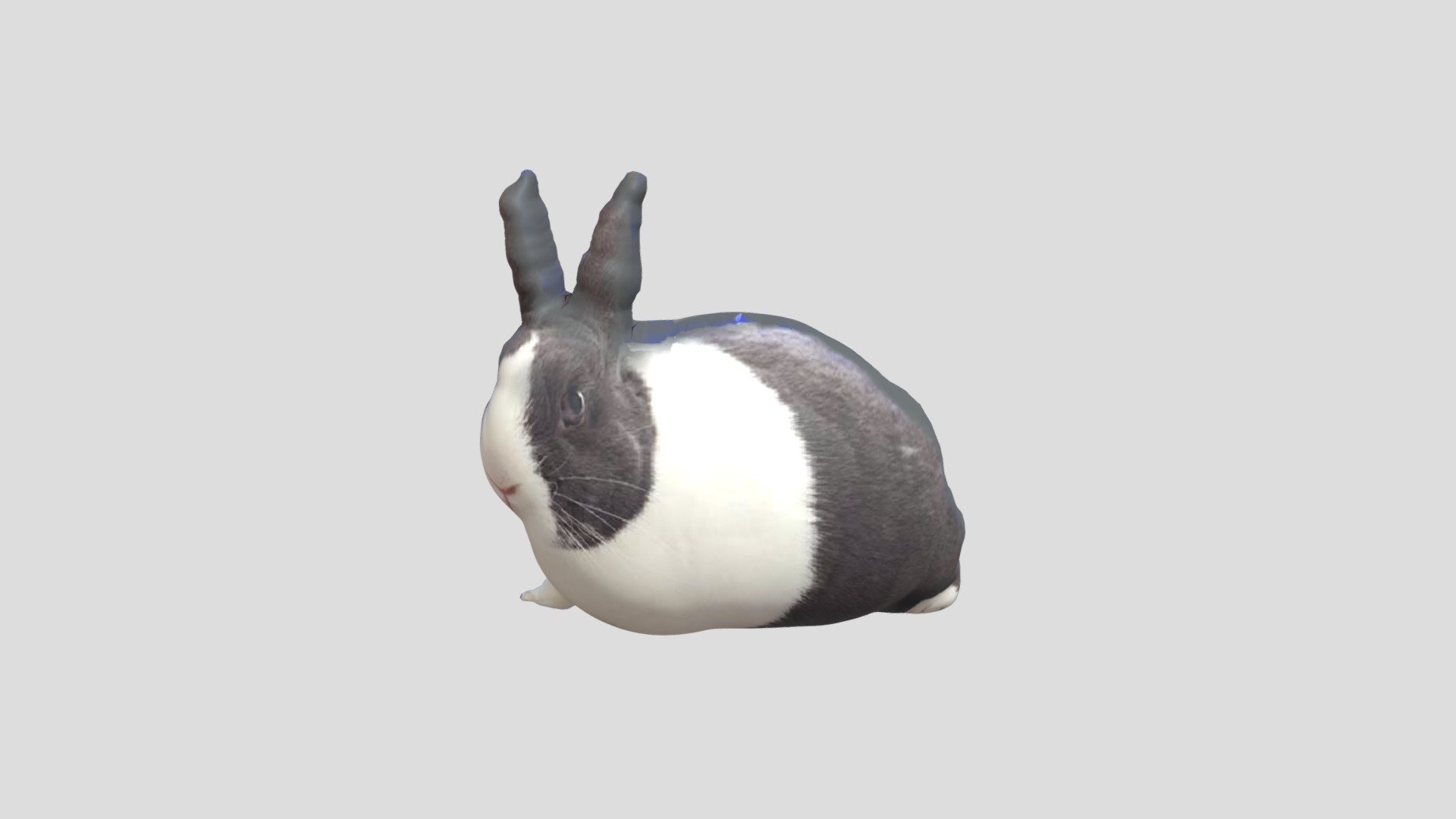 kelinci