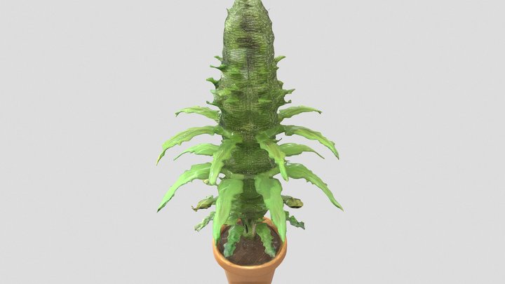 🌿-Cannabis-{❌}-Plant-'7hReE'-🌿