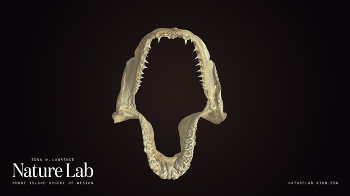 Shark Teeth – Free 3D Model STL