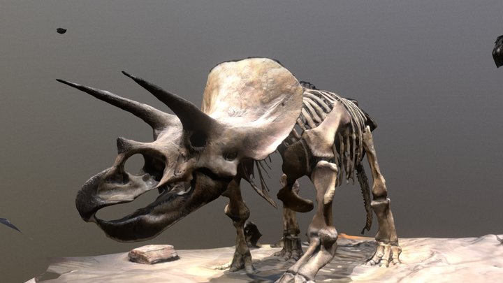 Dinosaur Skeleton - Triceratops 3D Model