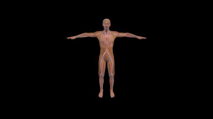 Body_Circulatory 3D Model