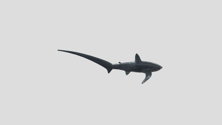 Thresher Shark - High to Low Poly Sculpt 3D Model