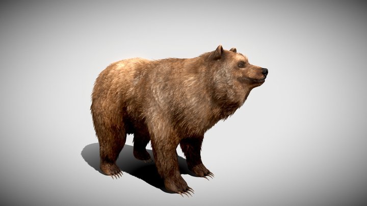 Furry Bear 3D Model