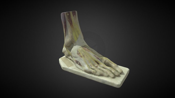 Músculos del pie 3D Model