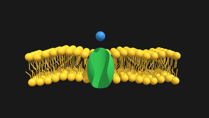 Active Transport - Uniport by Channel Protein 3D Model
