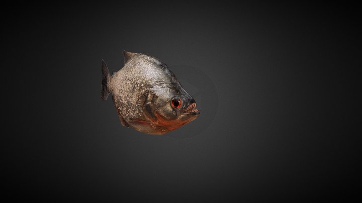 Serrasalmus piraña 3D Model