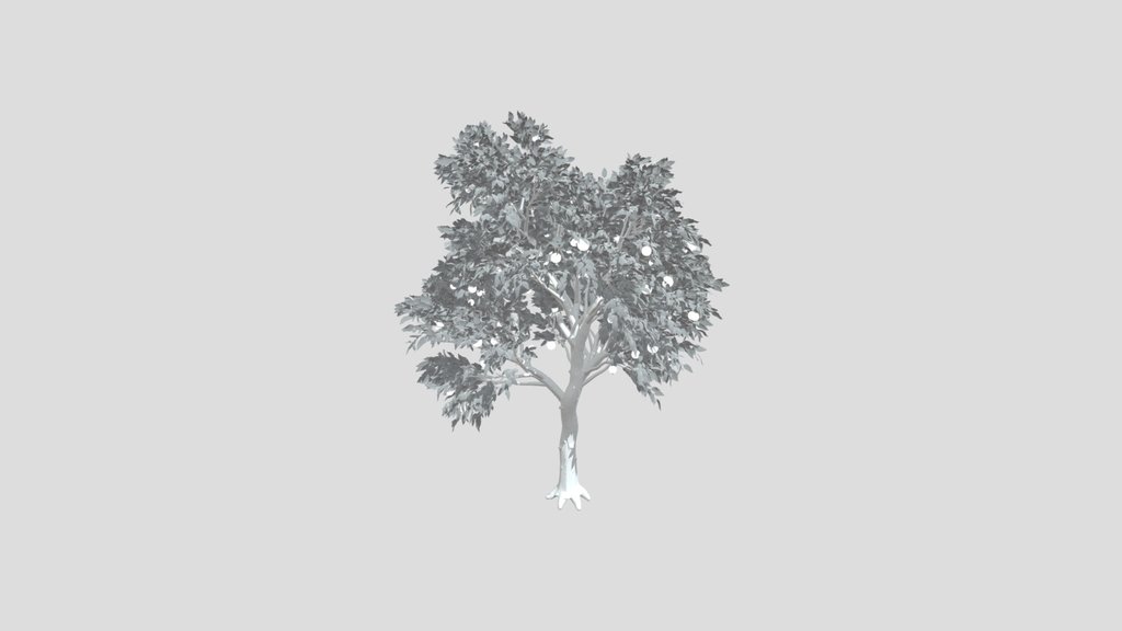 Orange Tree