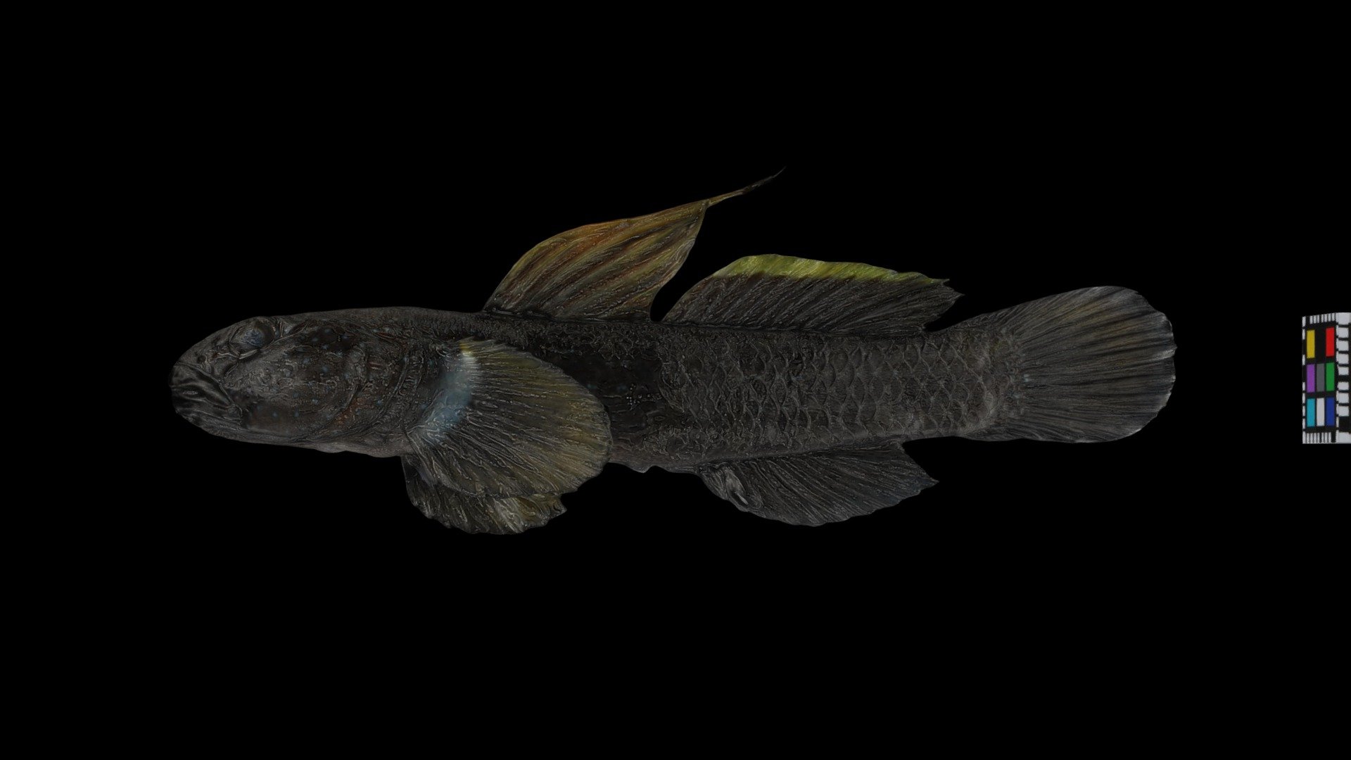 ナガノゴリ ♂ Freshwater Goby, Tridentiger kuroiwae