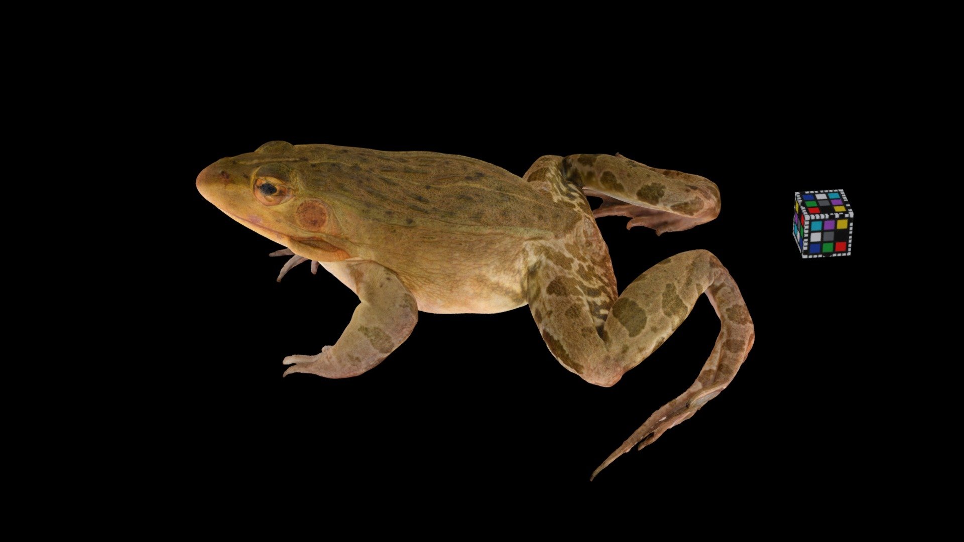 トノサマガエル ♂ Pond Frog, Pelophylax nigromaculatus