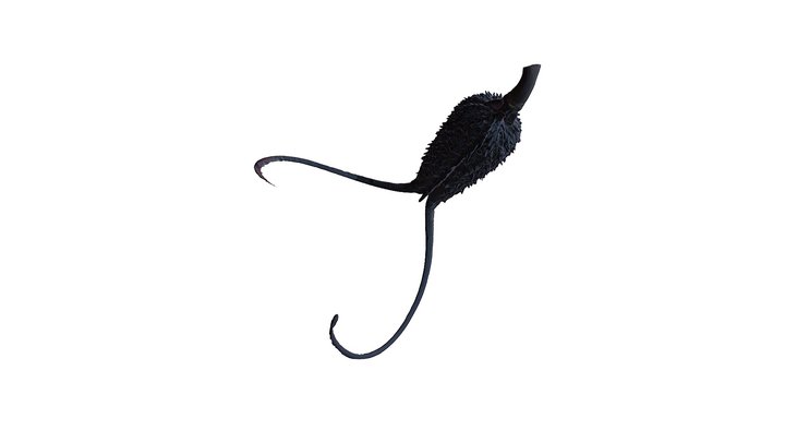 Grapple Plant seed pod 3D Model