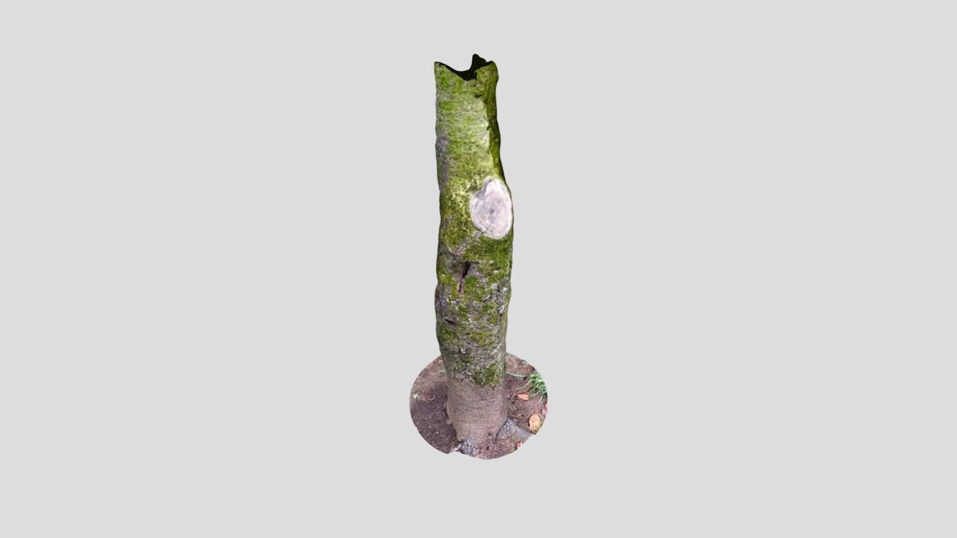 tree2