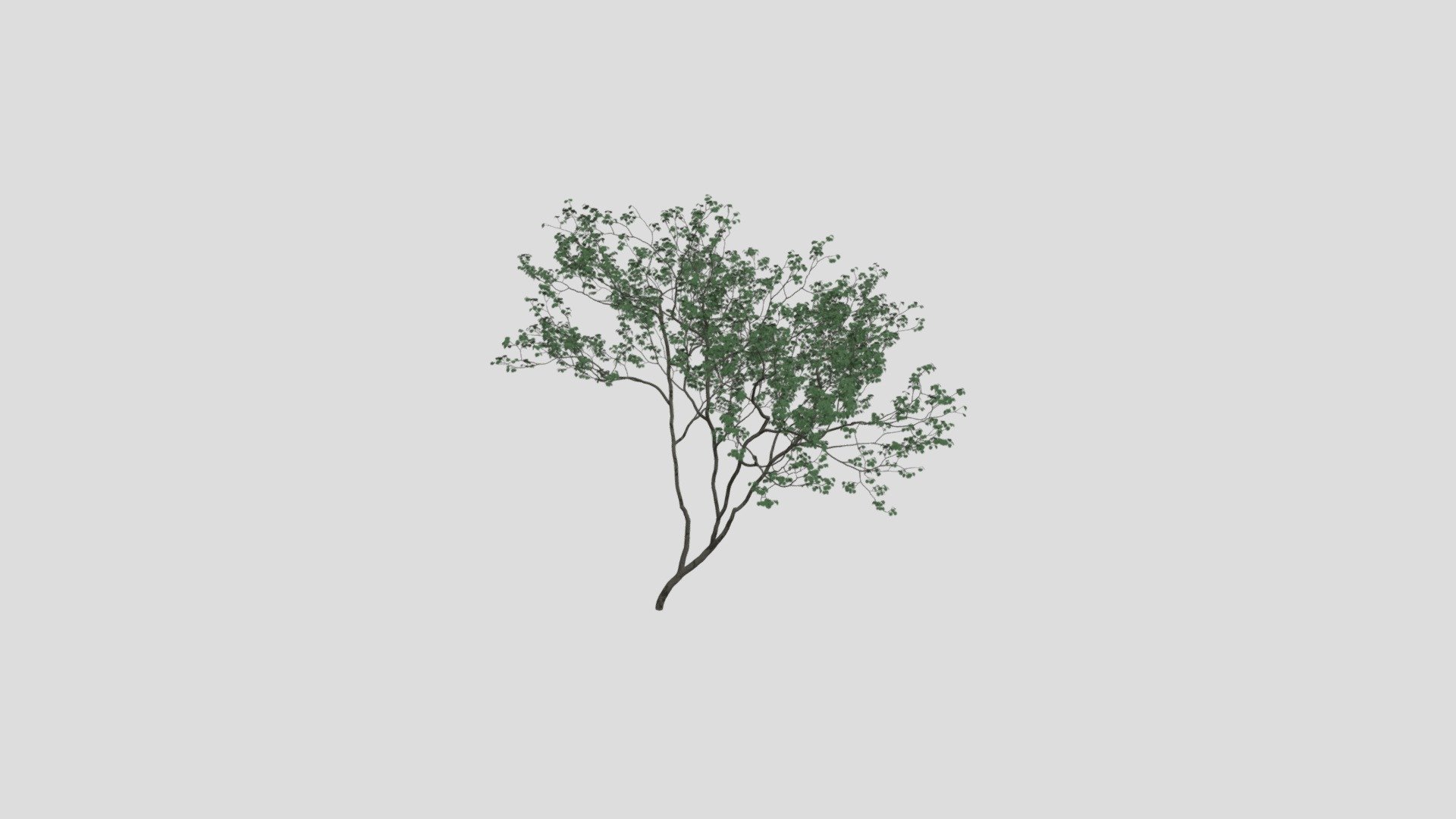 tree 9 AM207 Archmodel - Buy Royalty Free 3D model by Evermotion ...