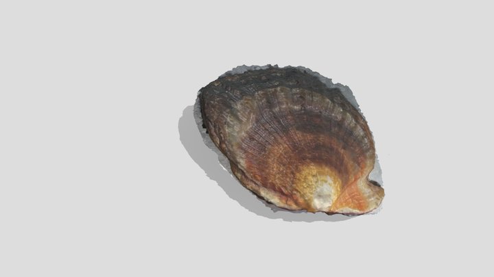 Shell 3D Model