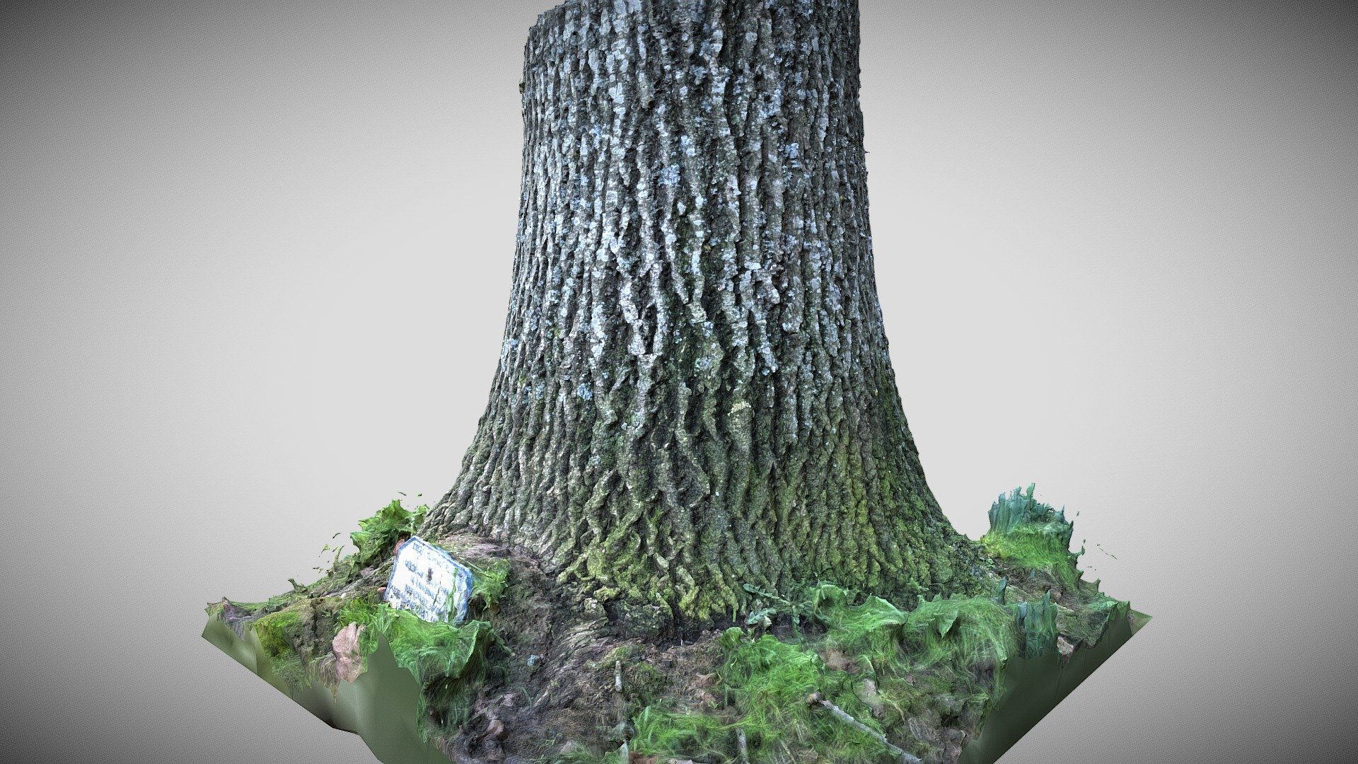 Base of oak tree in Walberton