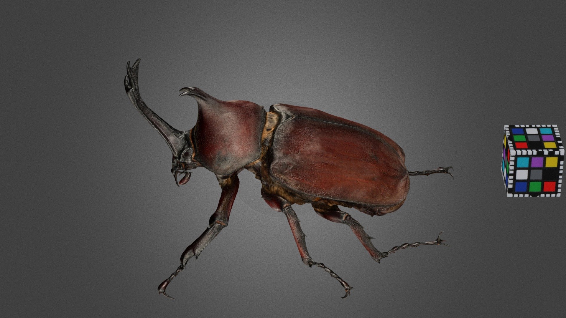 カブトムシ ♂M Rhinoceros Beetle, T. dichotomus