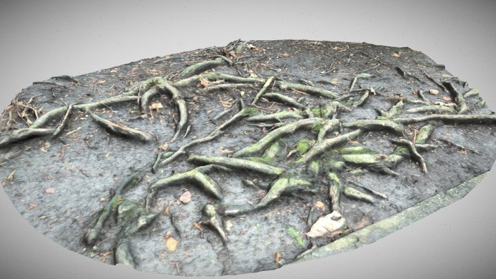 Roots scan 1 3D Model