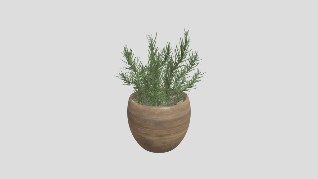 Rosemary Potted Plant