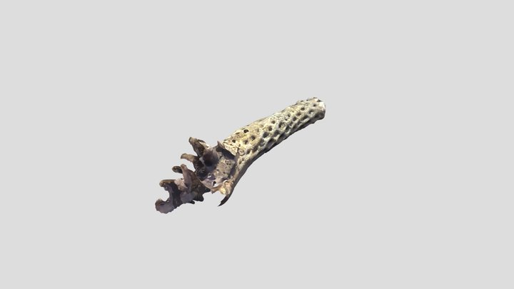 Madera de Choya // eb-24-25-000003 3D Model