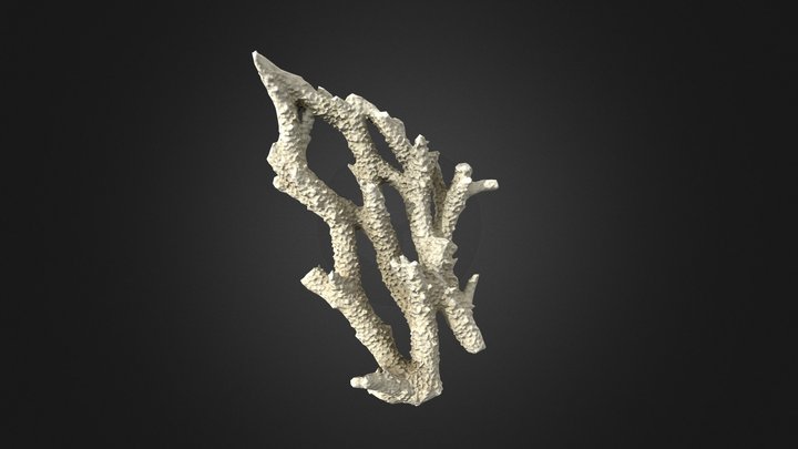 Coral piece