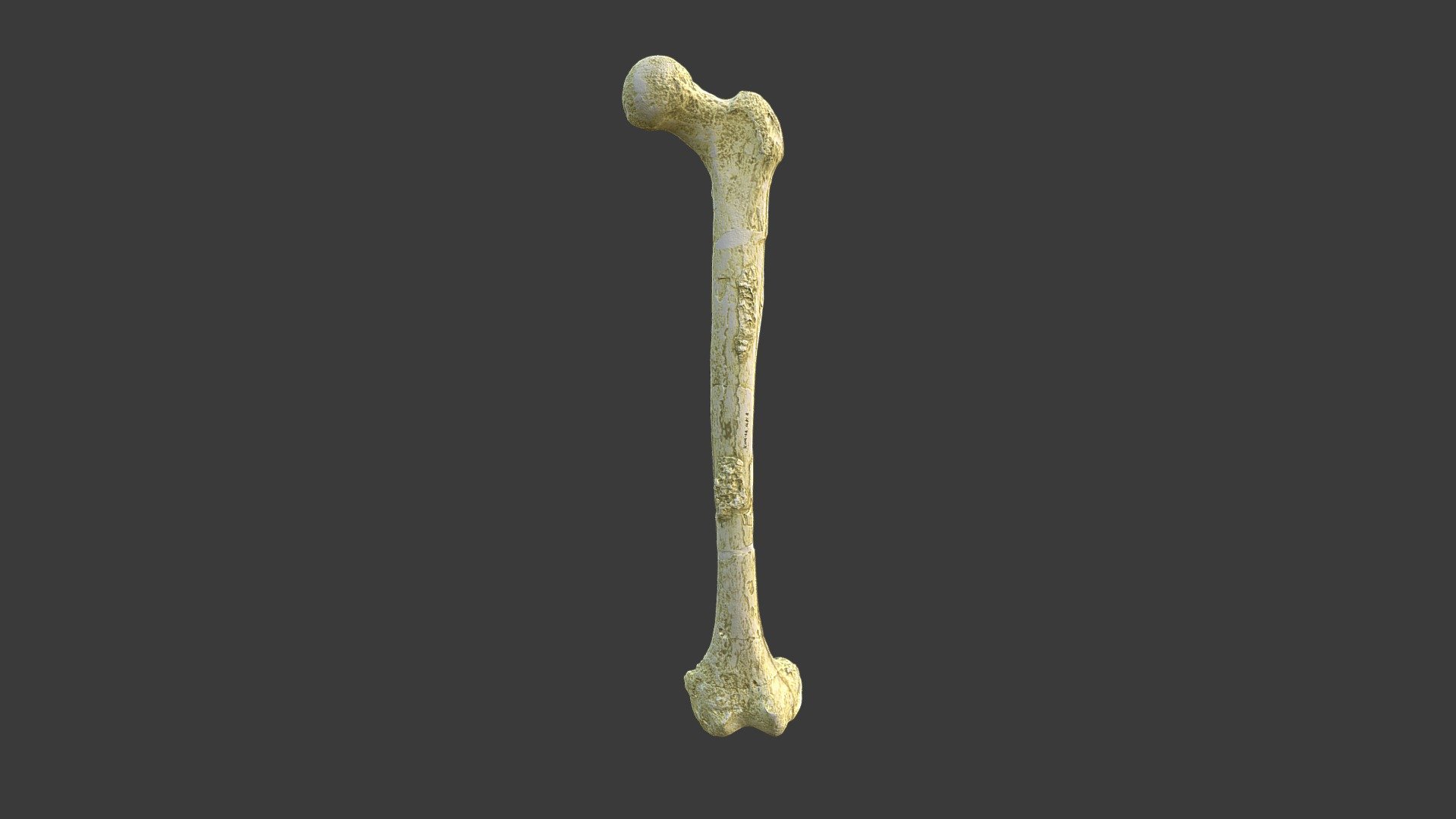 Homo erectus Femur with Texture