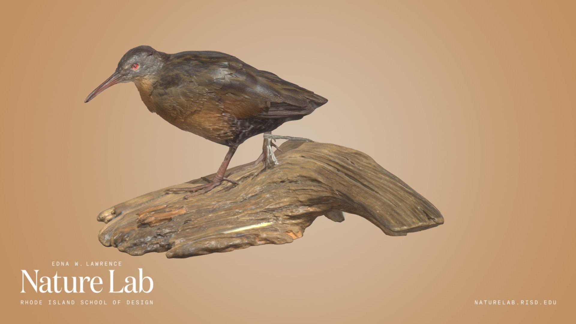 Virginia Rail