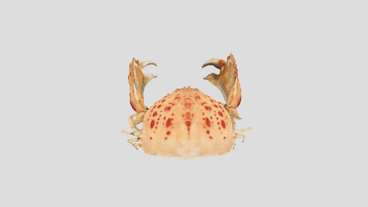 Calappa granulata 3D Model