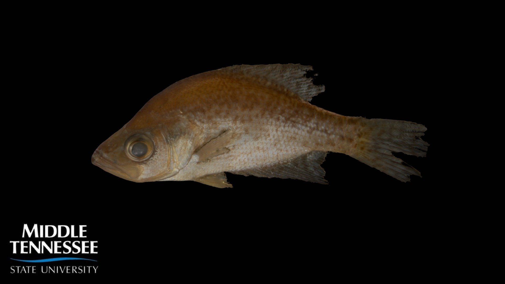Black Crappie - Pomoxis nigromaculatus
