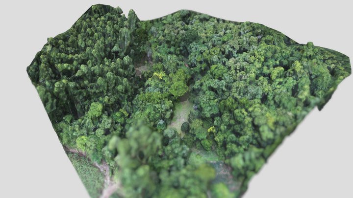 Teste em floresta 3D Model