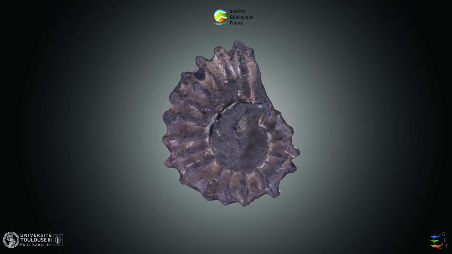 Ammonite - Douvilleiceras sp.