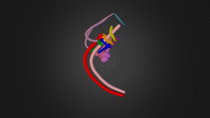 Normal Embrionic Arch Stage 4  3D Model