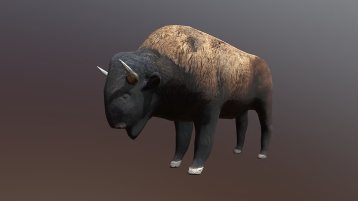 American Bison Buffalo 3D Model