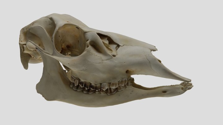UWYMV:5511, Odocoileus hemionus, skull 3D Model
