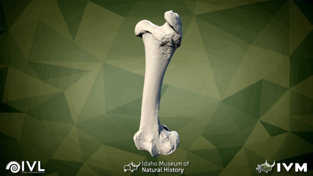 IMNH-293-17584-Left Femur