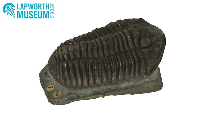 The "Dudley Bug" trilobite 3D Model