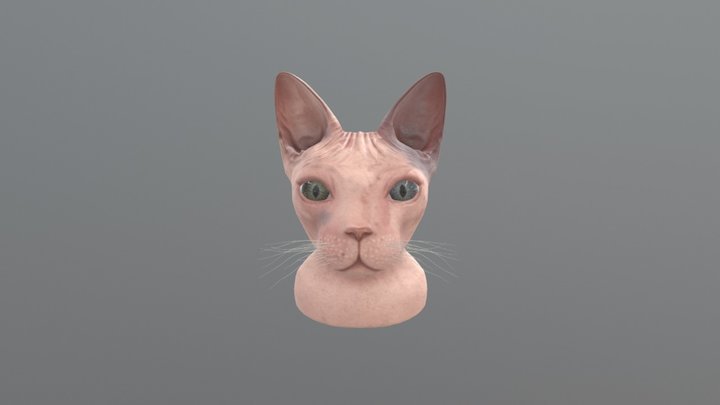 Cat Sphynx 3D Model