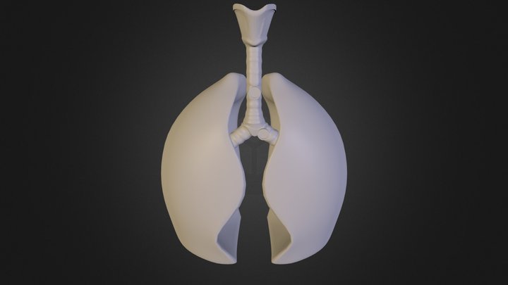 Lung Model 3D Model