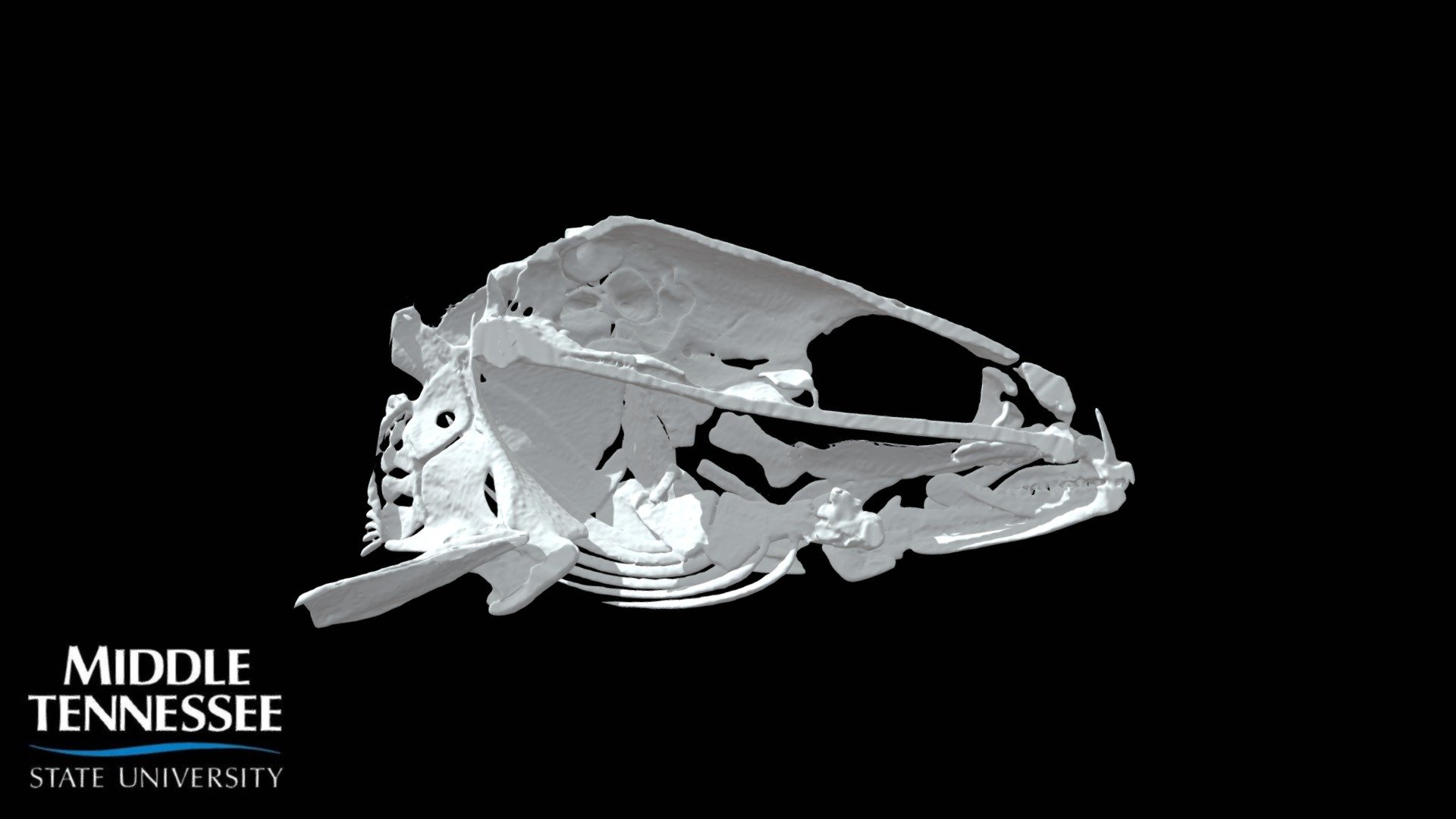 Arrow darter, Etheostoma sagitta - Half Skull