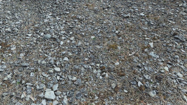 Gotland Forest Ground - RealityScan 3D Model