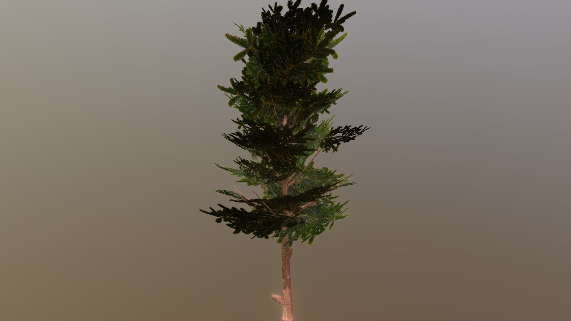 Conifer Tree Low-Poly (mobile) — Sketchfab embed 3D viewer
