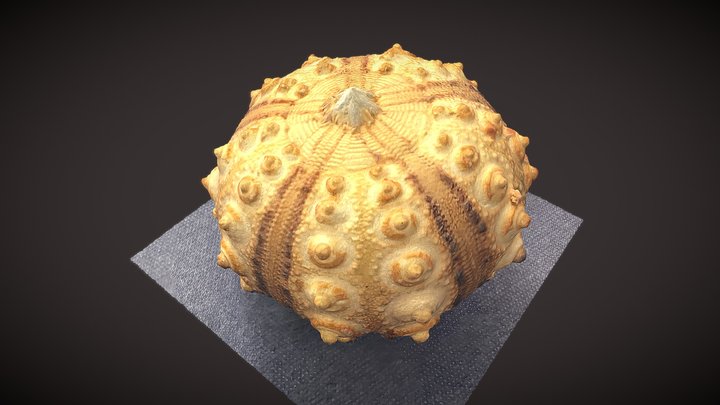 Modern Cidarid Sea Urchin A 3D Model