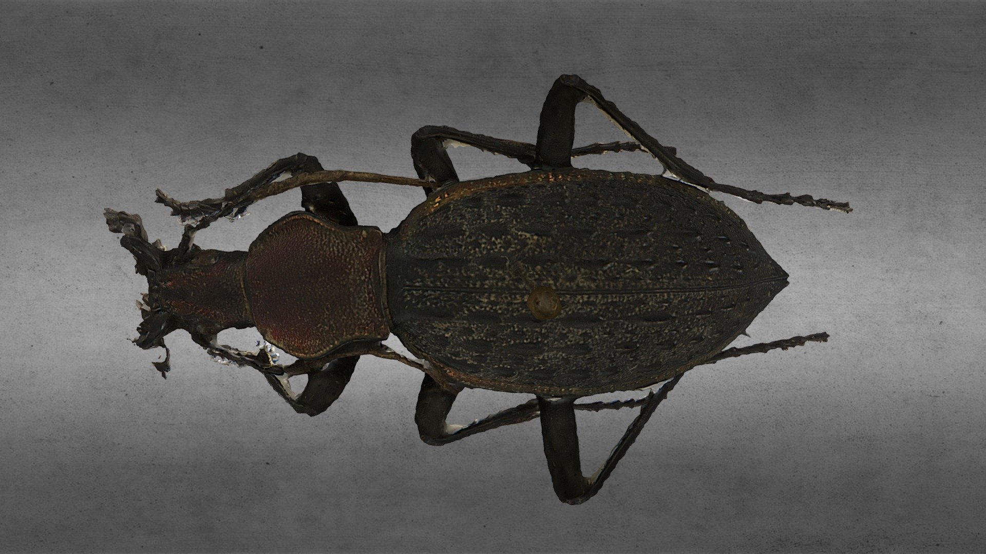 Insecte de 3cm, CNRS Formation