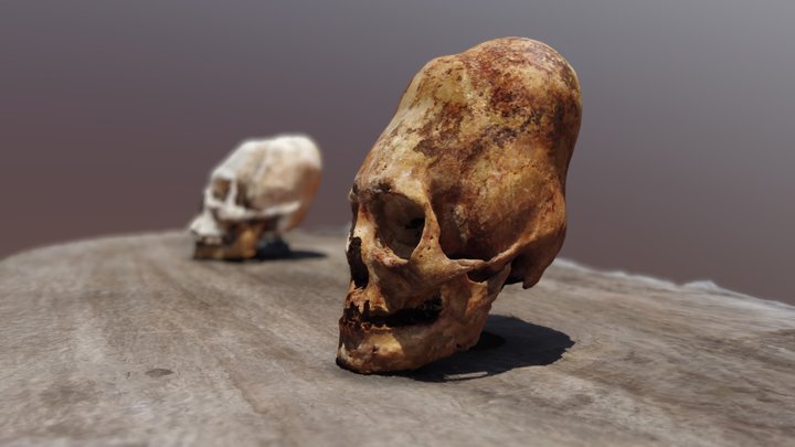 Paracas Peru Elongated Skulls #1 #2 3D Model