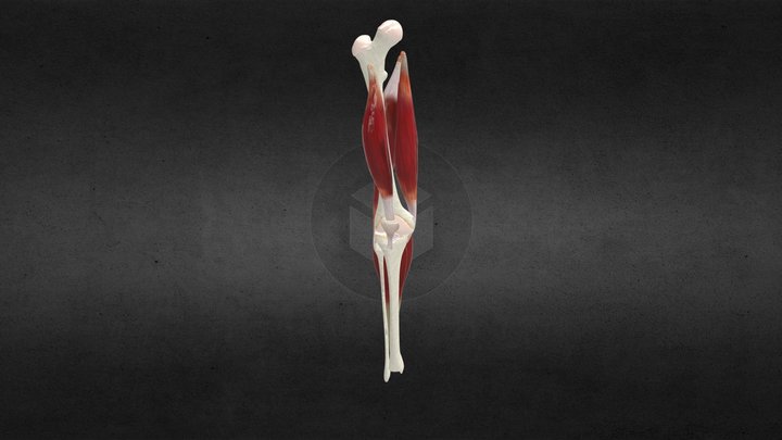 Human Knee Joint Anatomy 3D Model